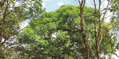 Manual de usos de la tierra