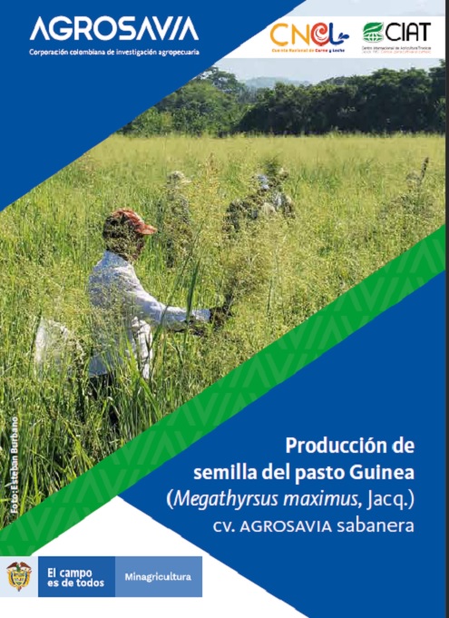 Manual: Producción de Semilla del Pasto Guinea Guinea (Megathyrsus maximus, Jacq.) Cv. AGROSAVIA sabanera