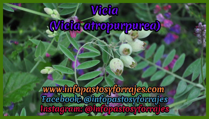 Leguminosa Vicia (Vicia atropurpurea)