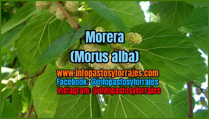 Árbol Forrajero Morera (Morus alba)