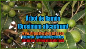 Árbol Forrajero Ramón (Brosimum alicastrum)