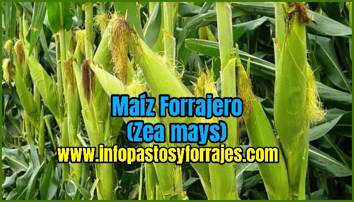 Maíz Forrajero (Zea mays)