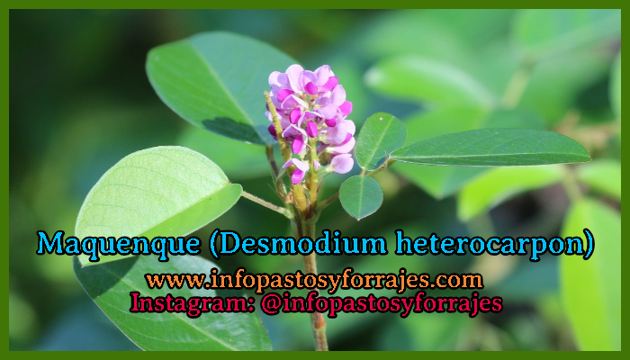 Leguminosa Maquenque (Desmodium heterocarpon )