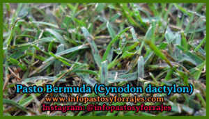 Pasto Bermuda (Cynodon dactylon)