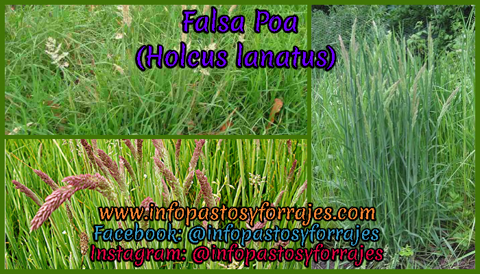 Pasto Falsa Poa (Holcus lanatus)