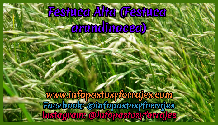Pasto Festuca Alta (Festuca arundinacea)
