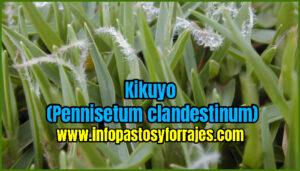 Pasto Kikuyo (Pennisetum clandestinum)