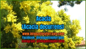 Árbol Forrajero Acacia (Acacia decurrens)