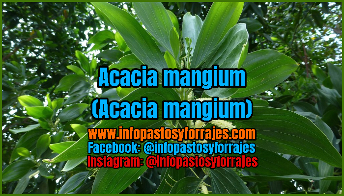 Árbol Forrajero Acacia mangium (Acacia mangium)