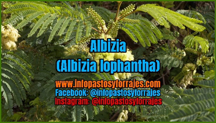 Árbol Forrajero Albizia (Albizia lophantha)