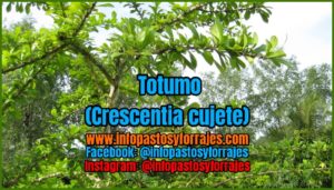 Árbol Forrajero Totumo (Crescentia cujete)