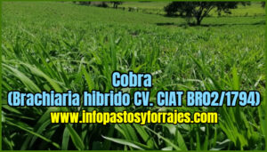 Pasto Cobra (Brachiaria hibrido CV. CIAT BR02/1794)