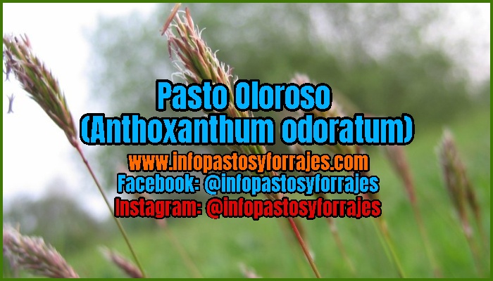 Pasto Oloroso (Anthoxanthum odoratum)