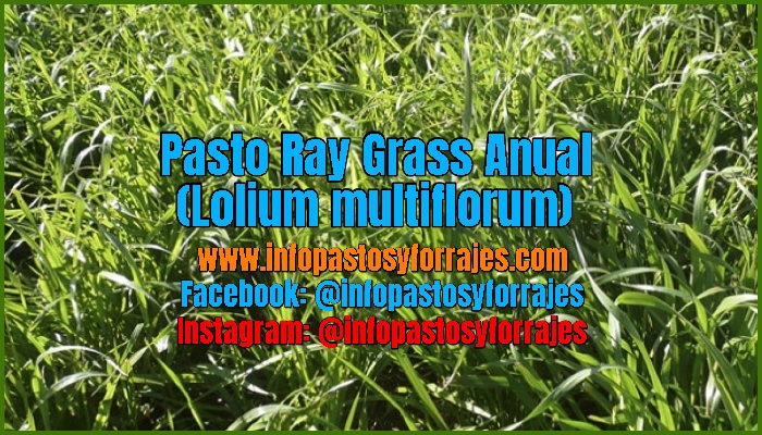 Pasto Ray Grass Anual (Lolium multiflorum)