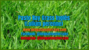 Pasto Ray Grass Inglés (Lolium perenne)