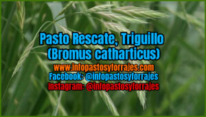 Pasto Rescate (Bromus catharticus)