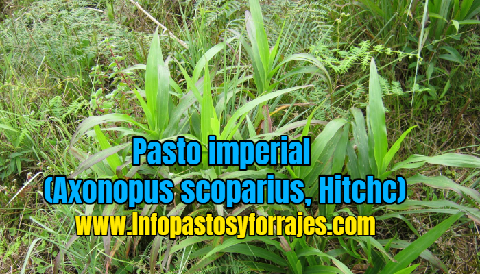 Pasto imperial (Axonopus scoparius, Hitchc)