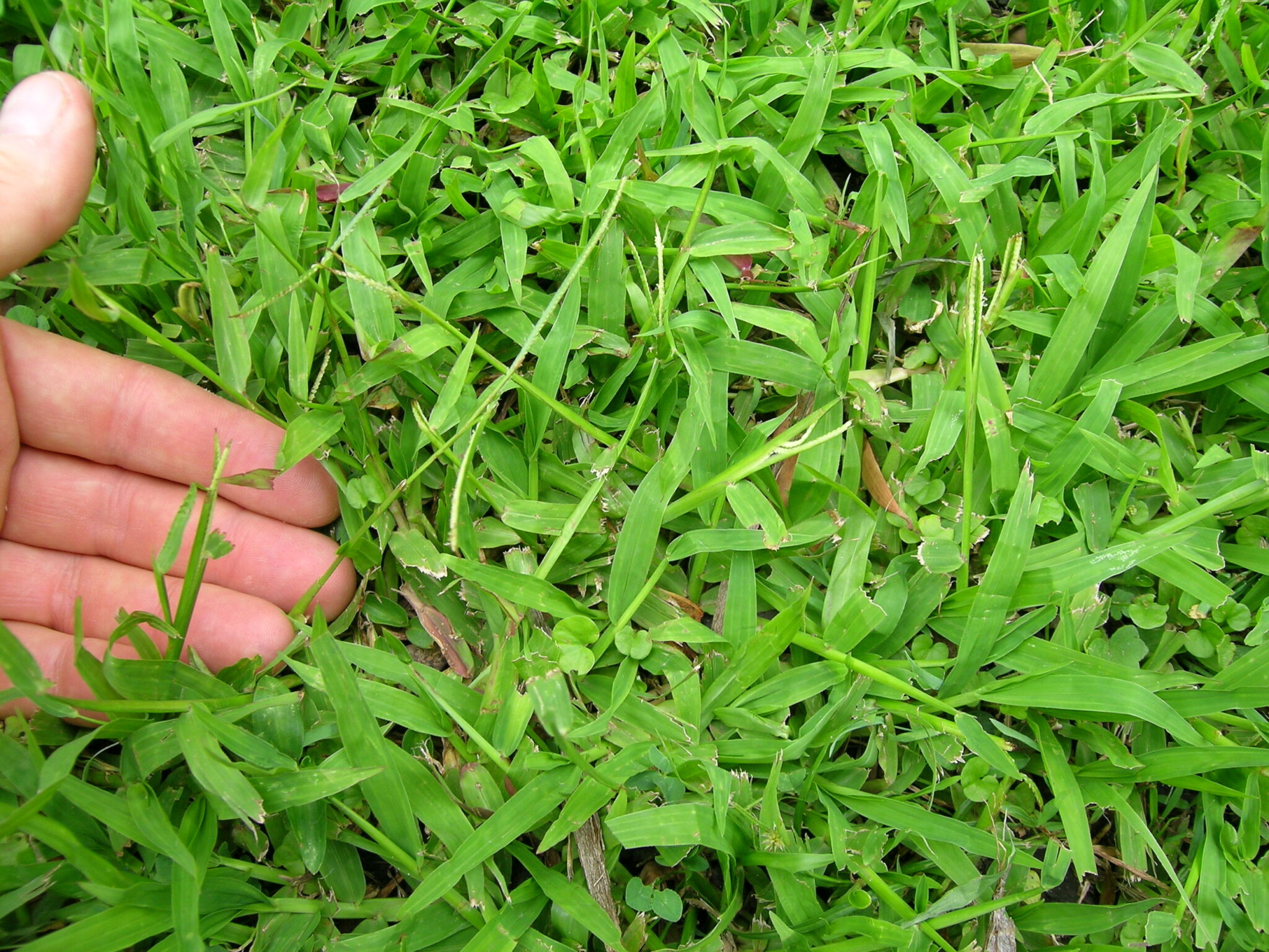 Ficha Tecnica De La Maleza Hierba Agria (Paspalum Conjugatum) – Pastos ...